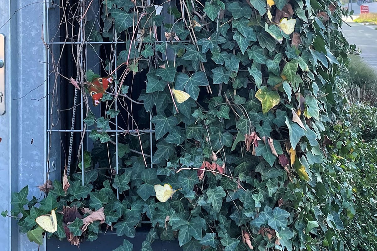 Fassadenbegrünung als Lebensraum für Insekten & Vögel